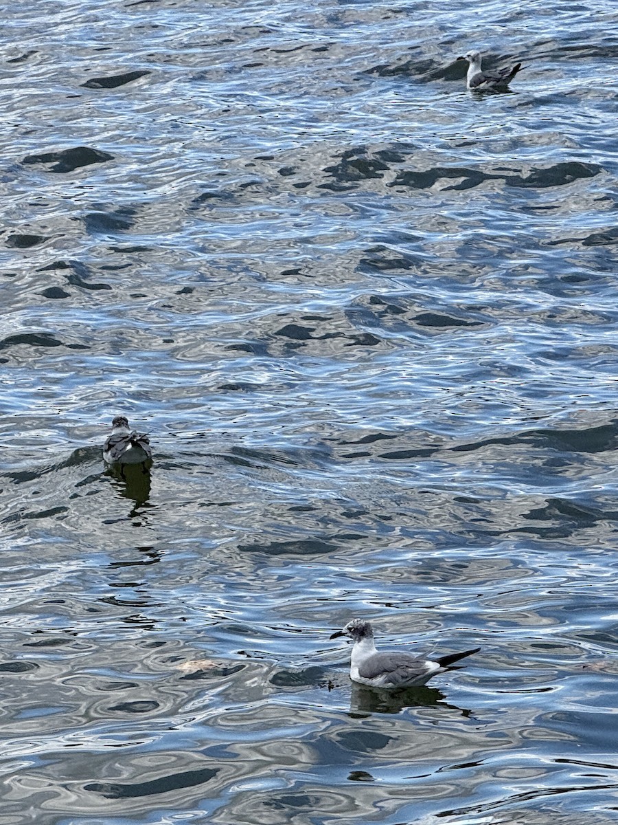 Laughing Gull - ML640915810