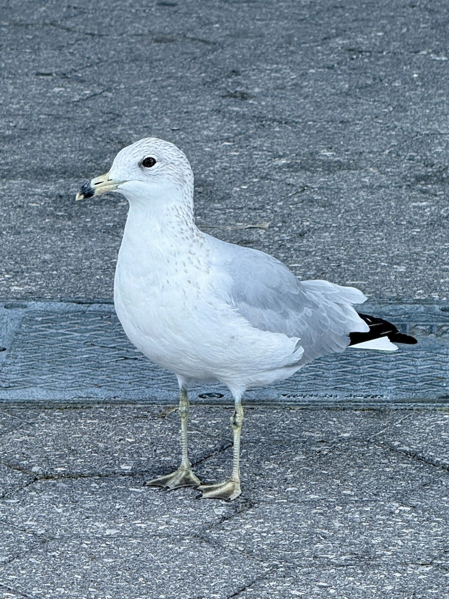 Ring-billed Gull - ML640915817