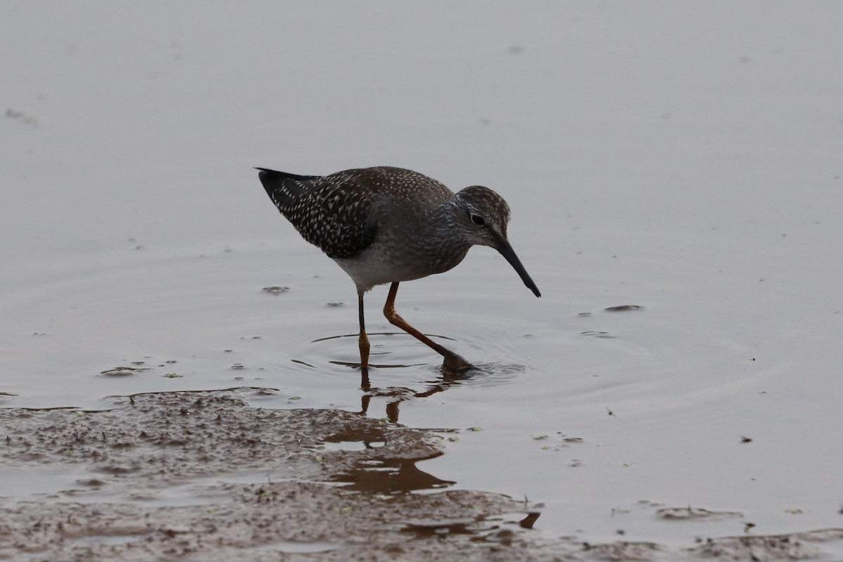 Lesser Yellowlegs - ML640915819
