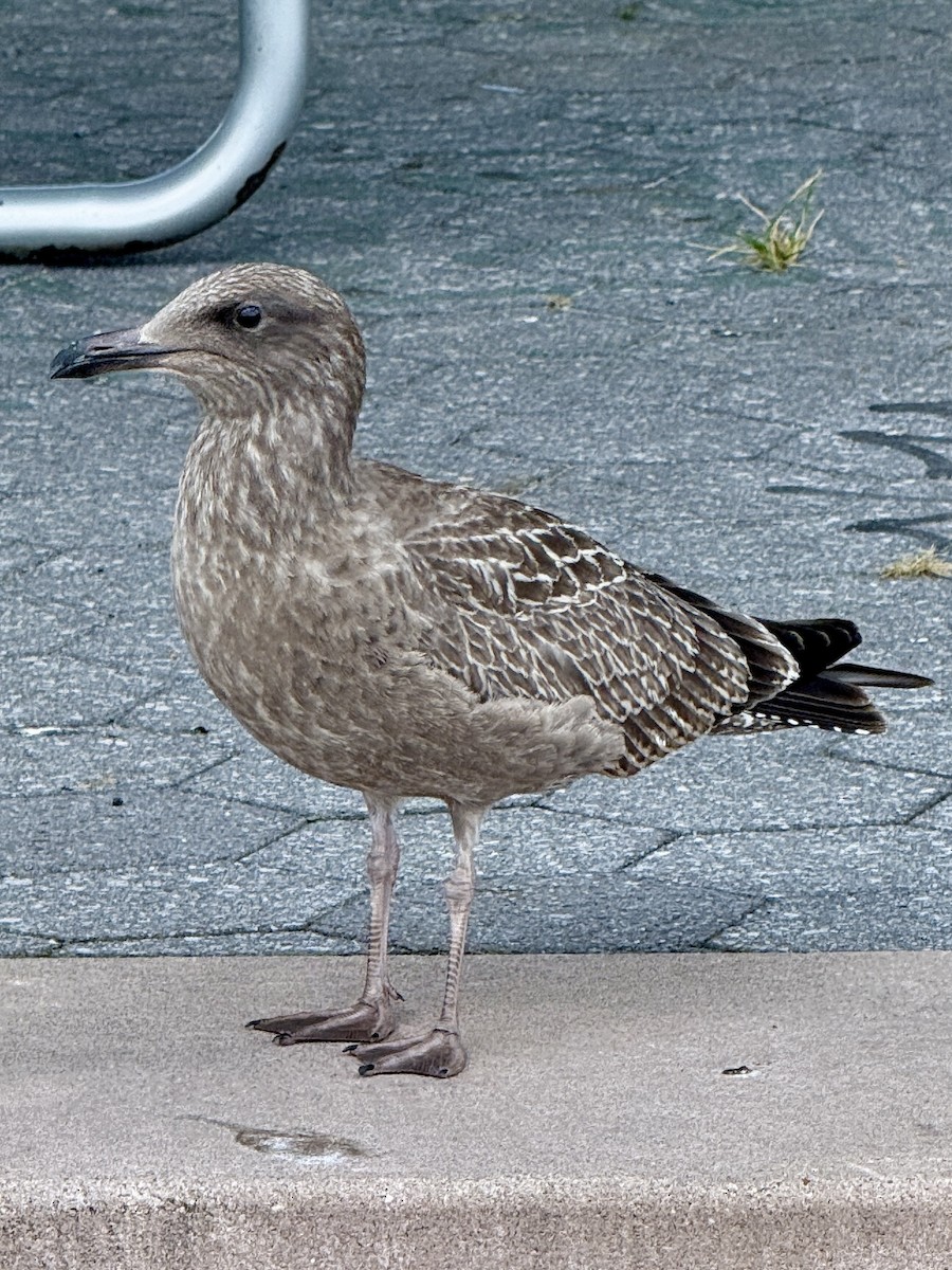 American Herring Gull - ML640915820