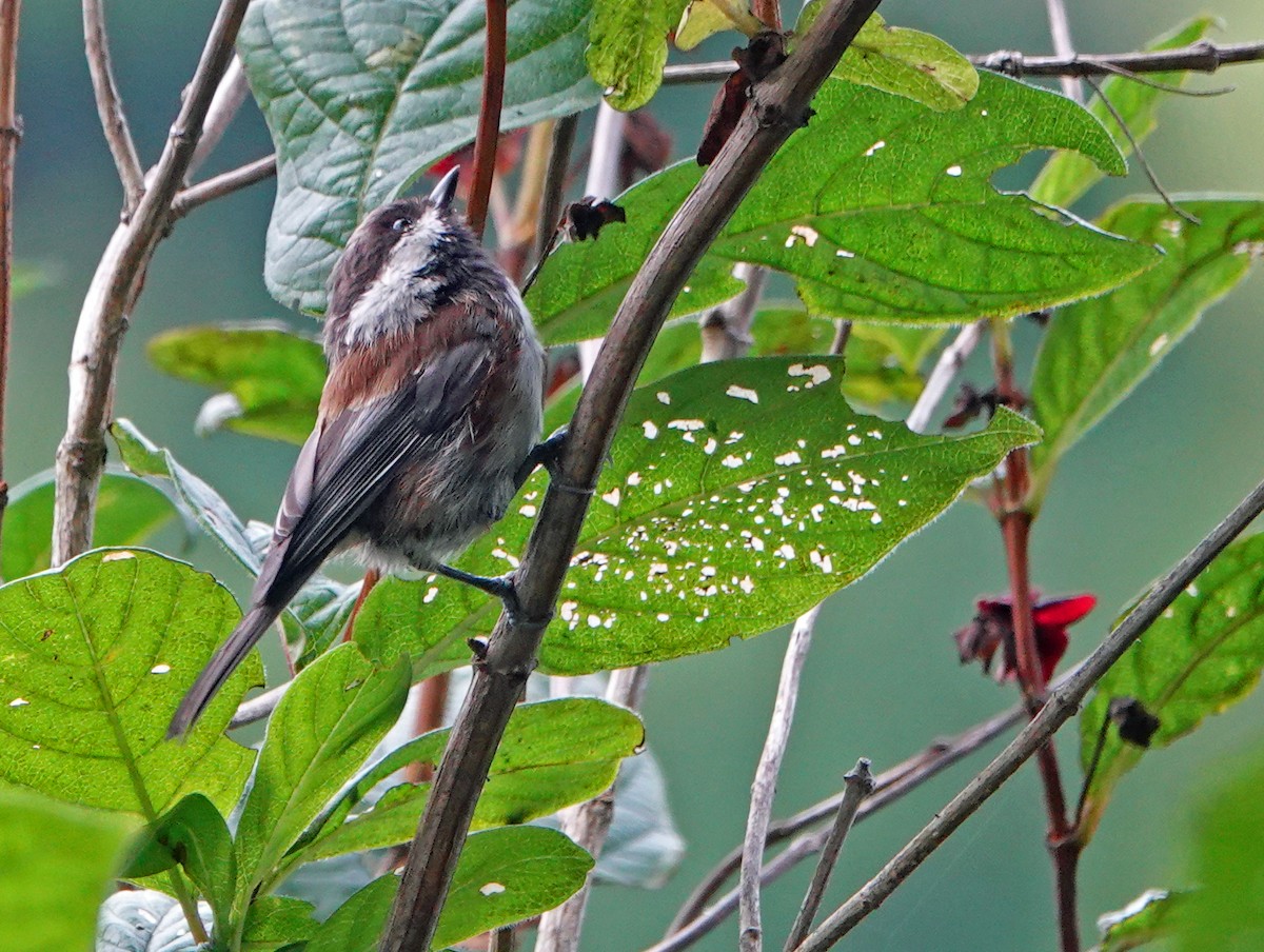 Chestnut-backed Chickadee - ML640915822