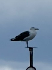 Great Black-backed Gull - ML640915823