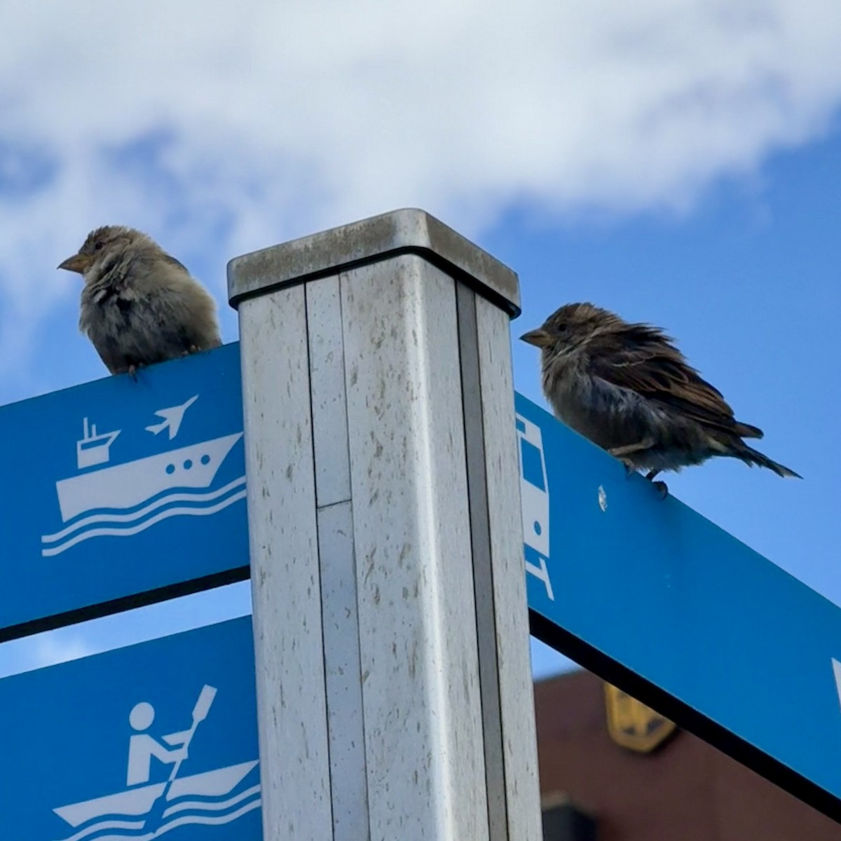 House Sparrow - ML640915824