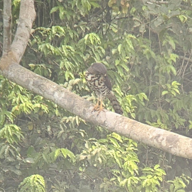 Congo Snake-Eagle - ML640915875
