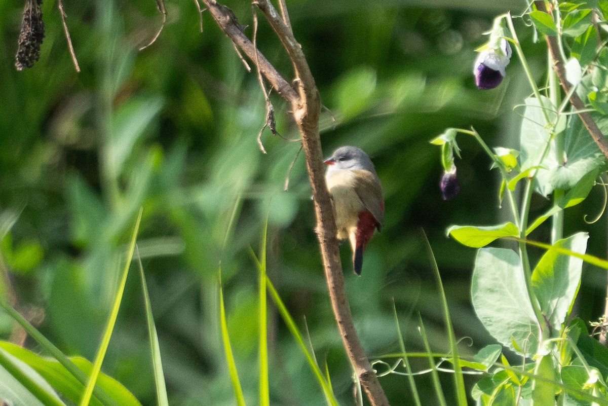 Yellow-bellied Waxbill - ML640915893