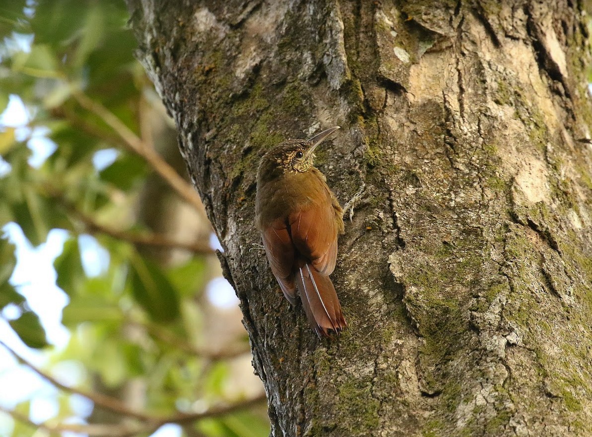 Black-banded Woodcreeper - ML640915936
