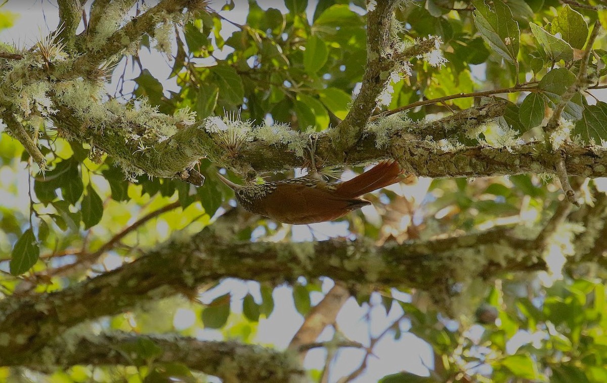 Montane Woodcreeper - ML640915939