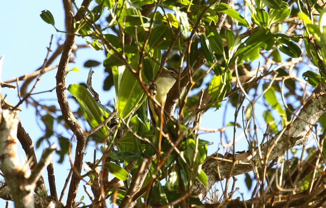 Braunkappenvireo - ML640915941
