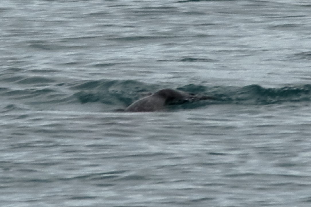 Arctic Ringed Seal - ML640915947