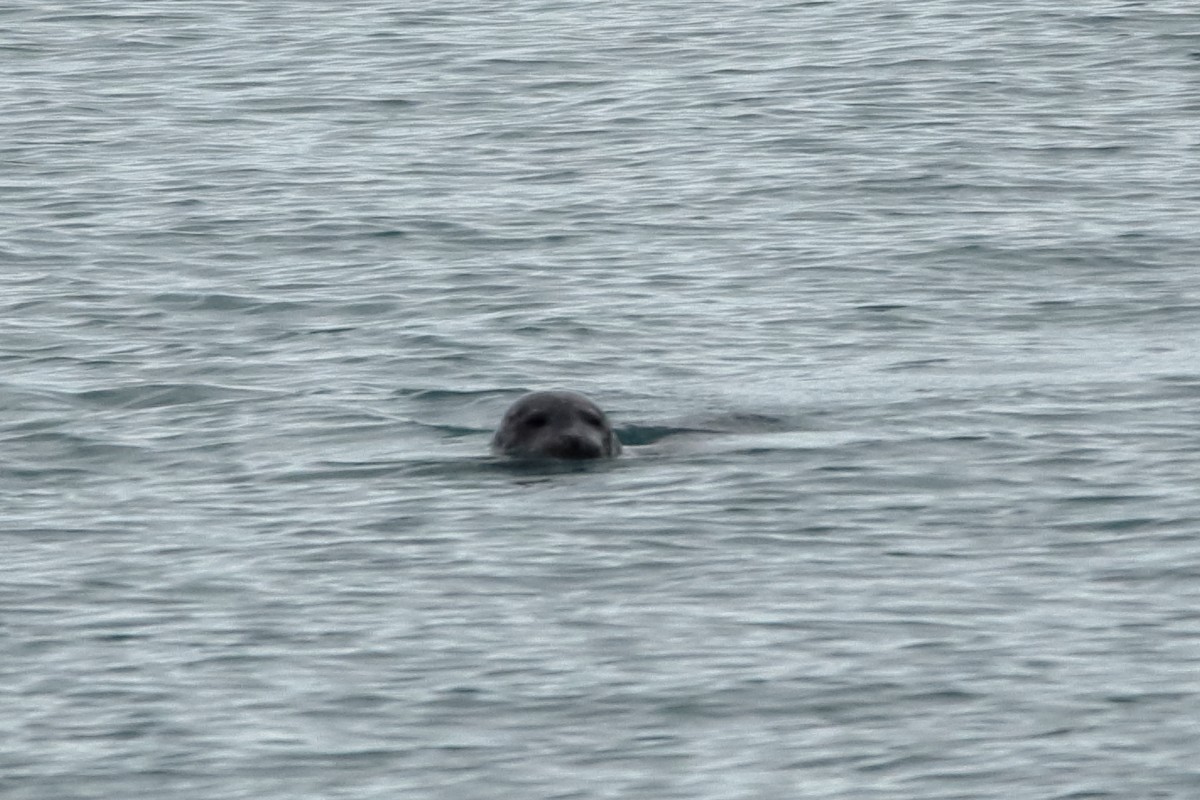 Arctic Ringed Seal - ML640915948