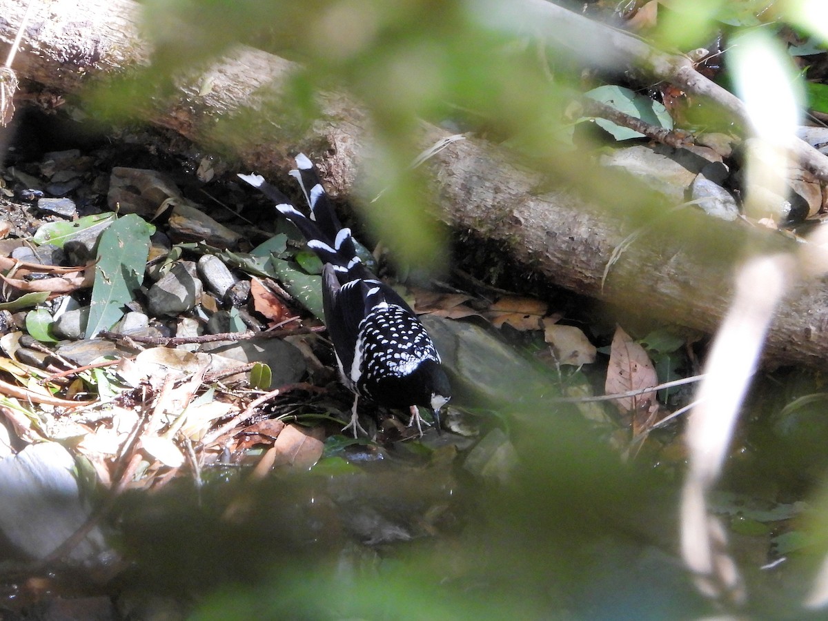 Spotted Forktail - ML640915965