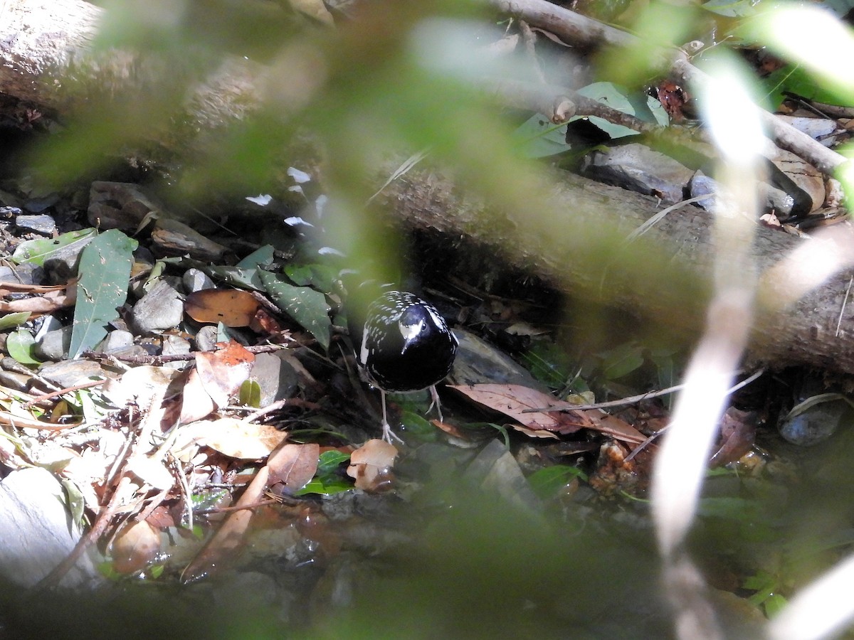 Spotted Forktail - ML640915967