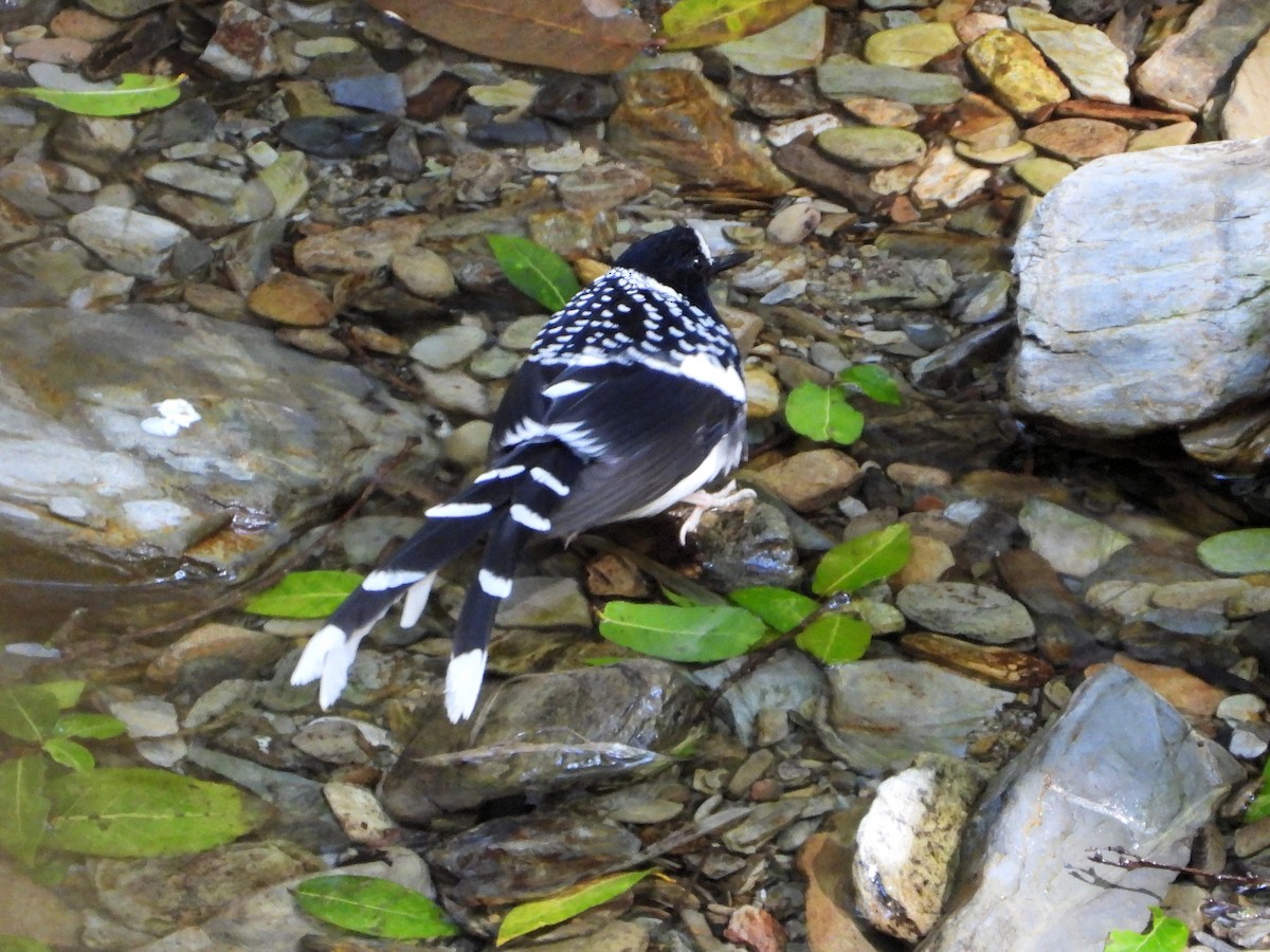 Spotted Forktail - ML640915968