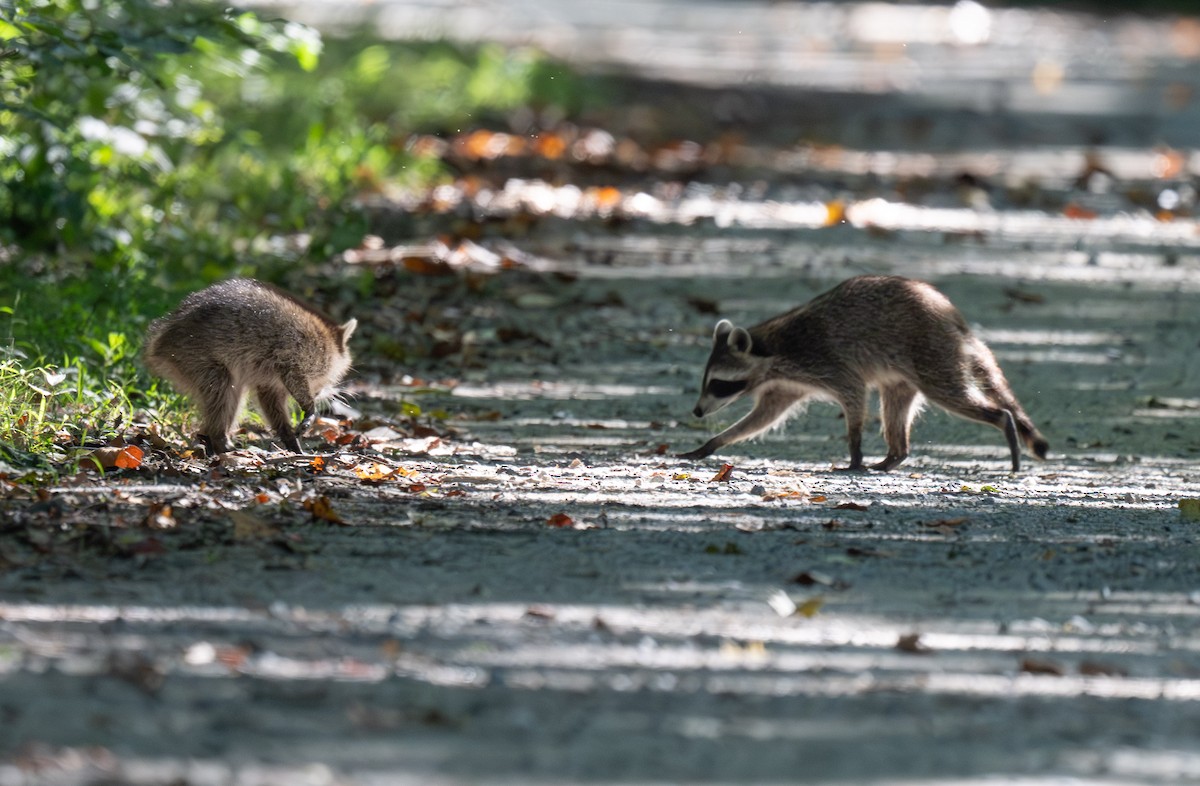 Raccoons - ML640915980