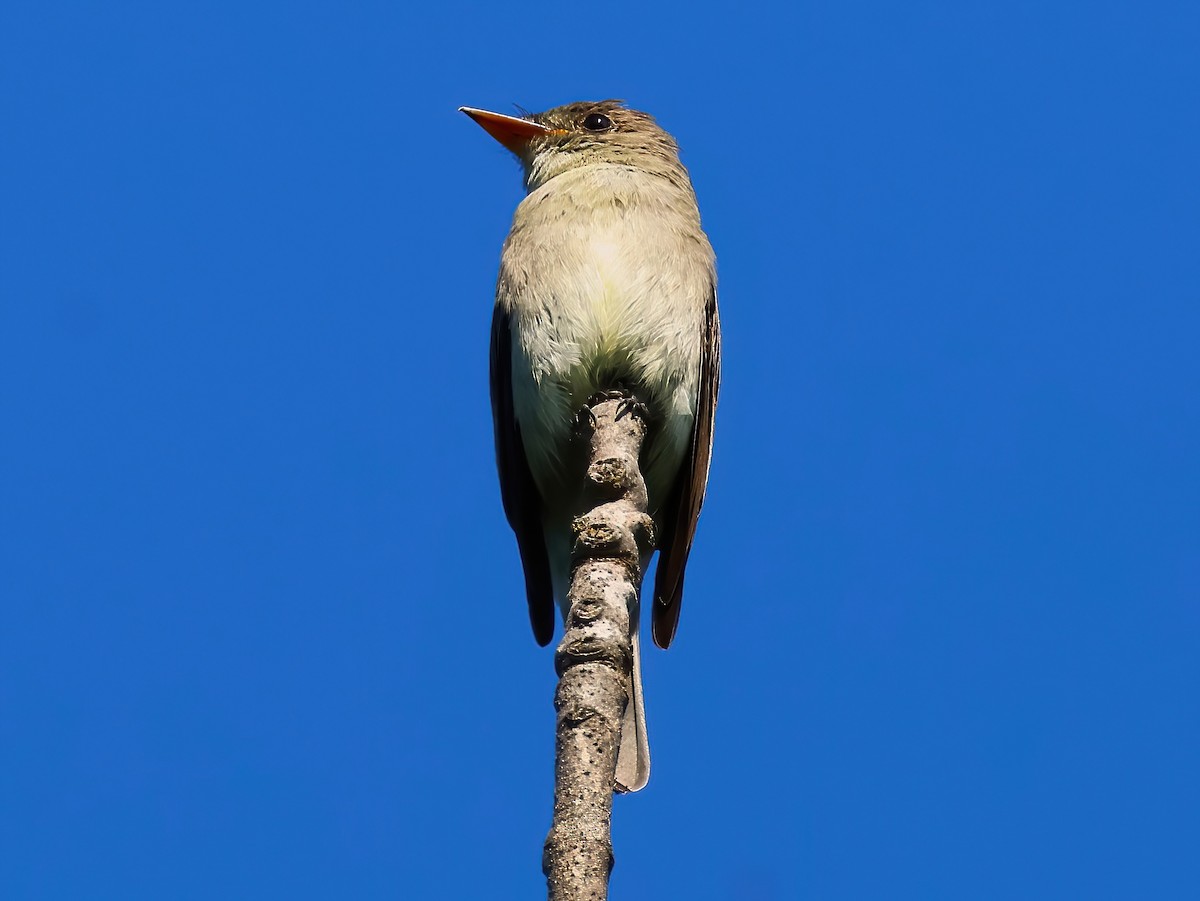 Eastern Wood-Pewee - ML640915990