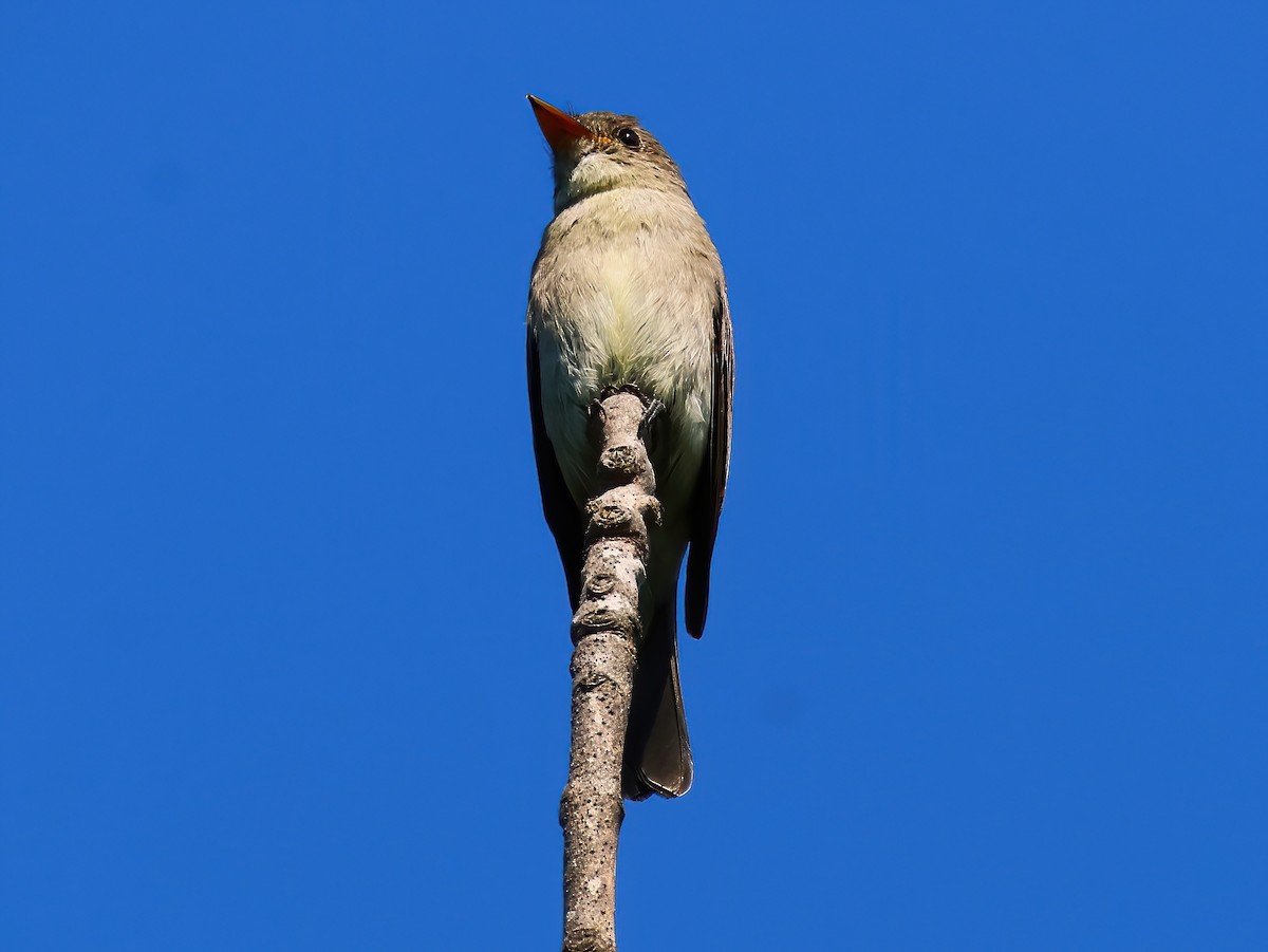 Eastern Wood-Pewee - ML640915991