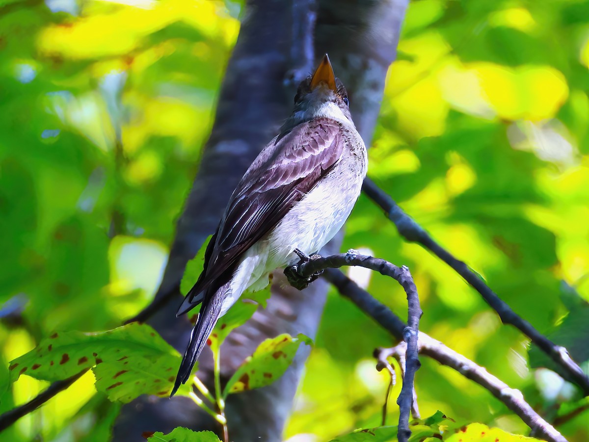 Eastern Wood-Pewee - ML640915992