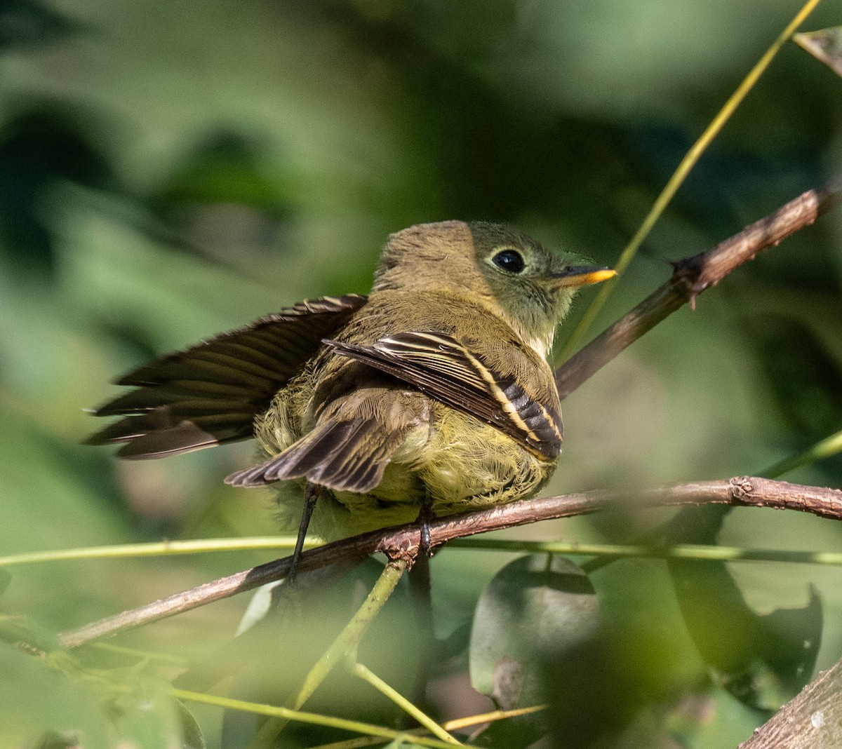 new world flycatcher sp. - ML640915995