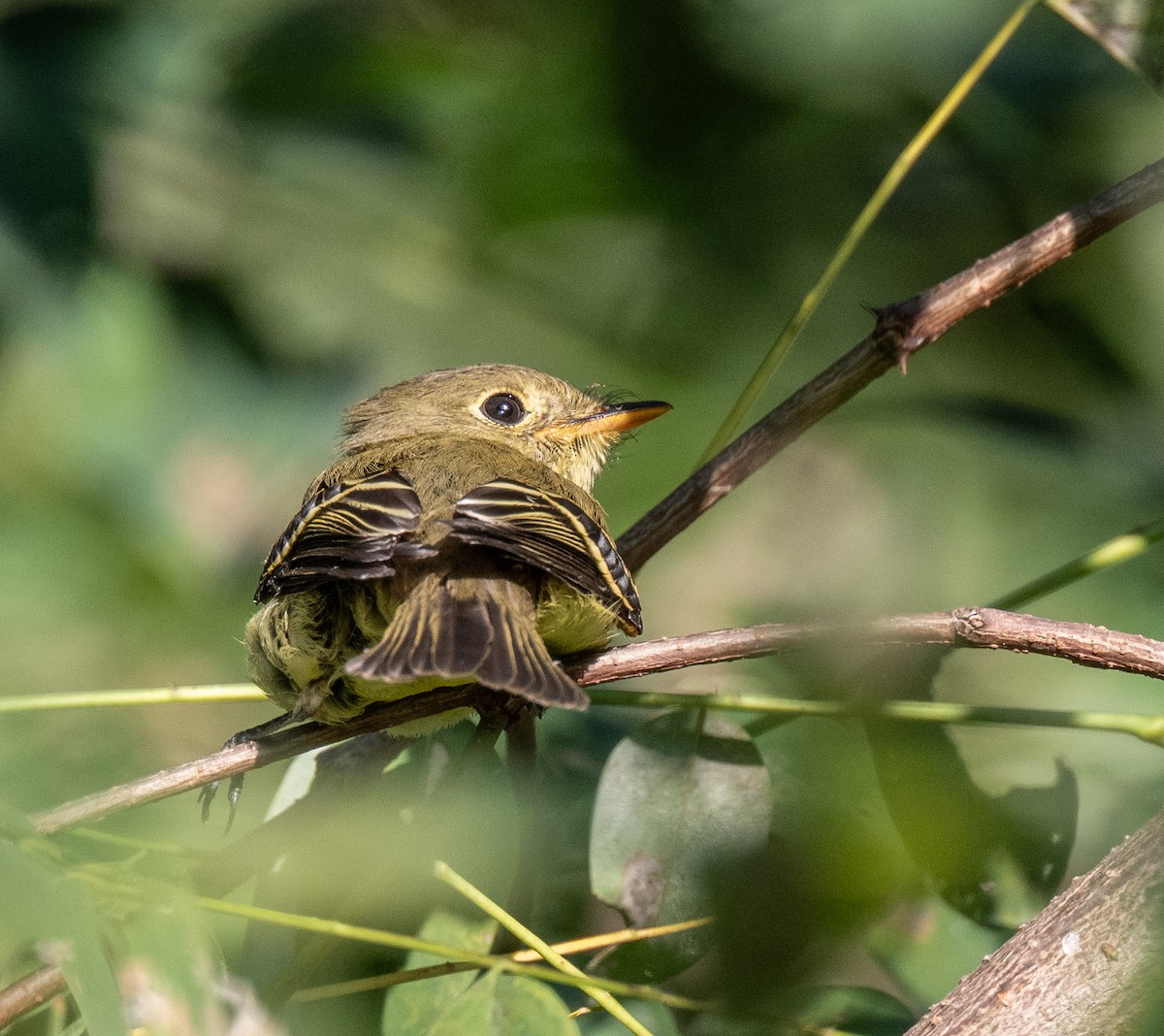 new world flycatcher sp. - ML640915996