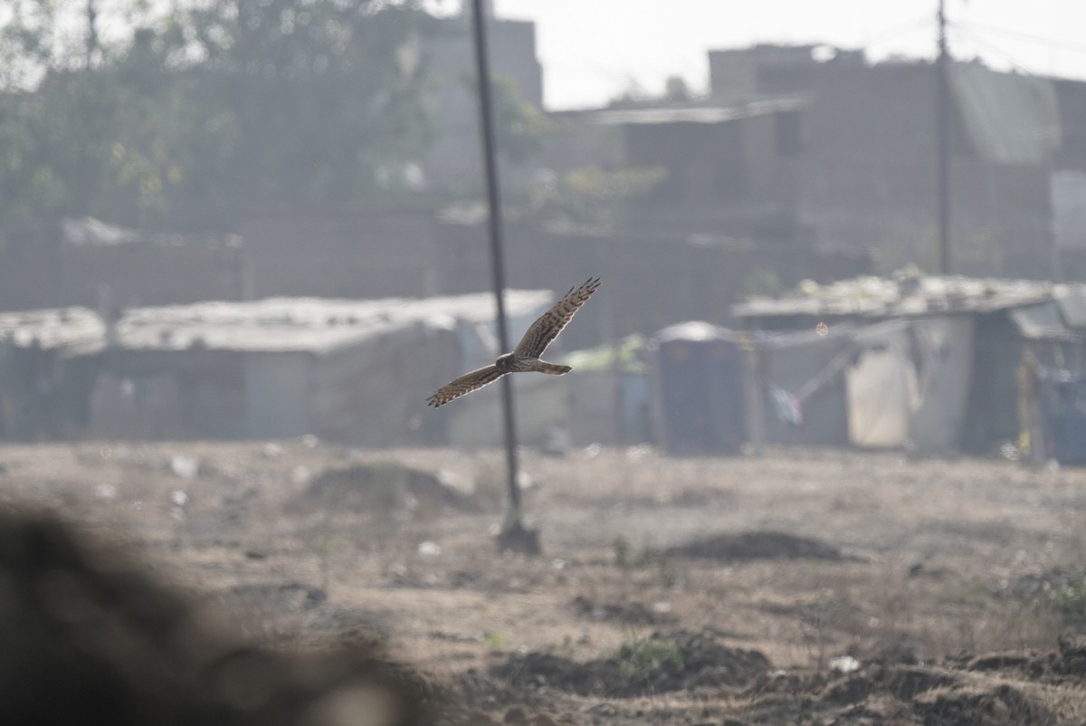 Pallid Harrier - ML640916094