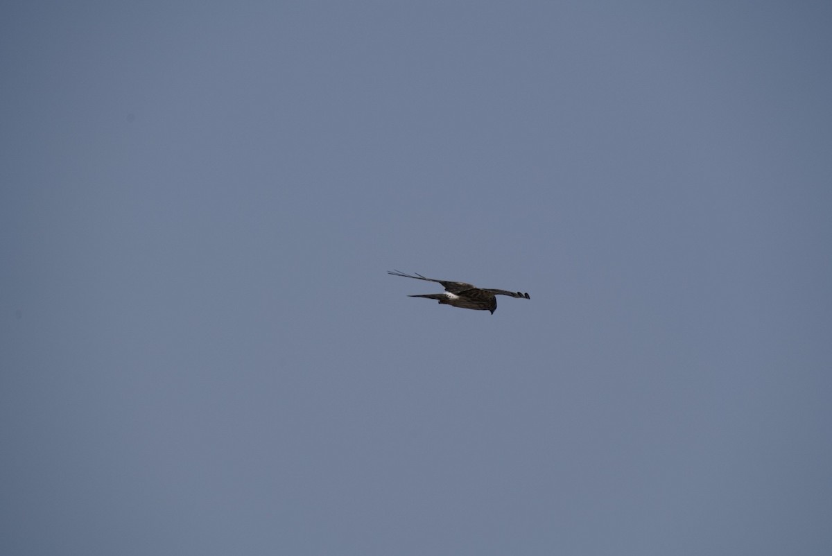 Pallid Harrier - ML640916095