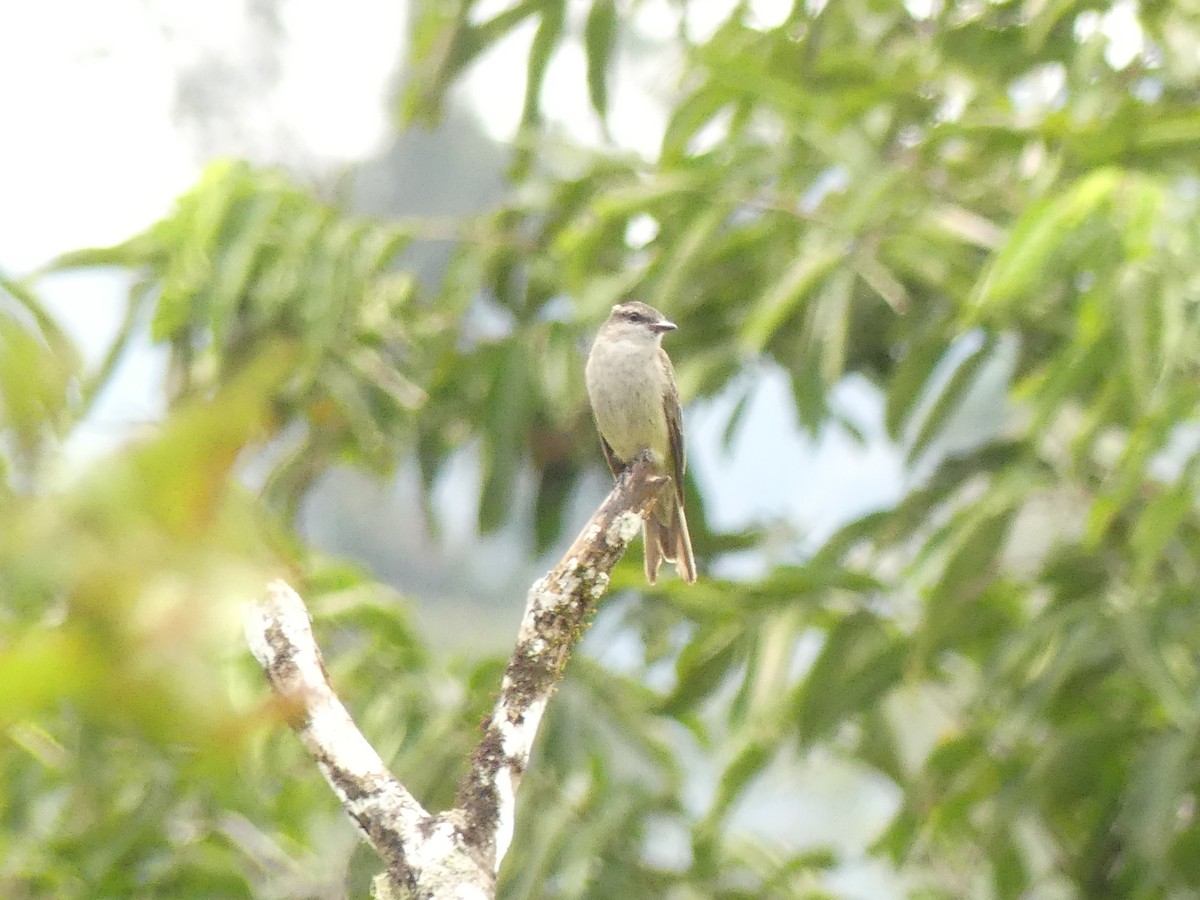 Crowned Slaty Flycatcher - ML640916096