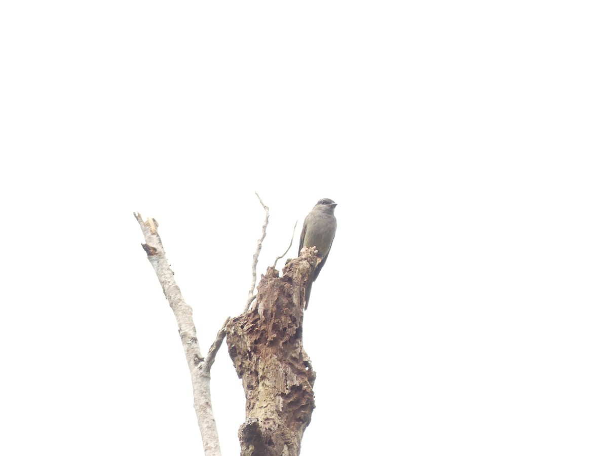 Crowned Slaty Flycatcher - ML640916100