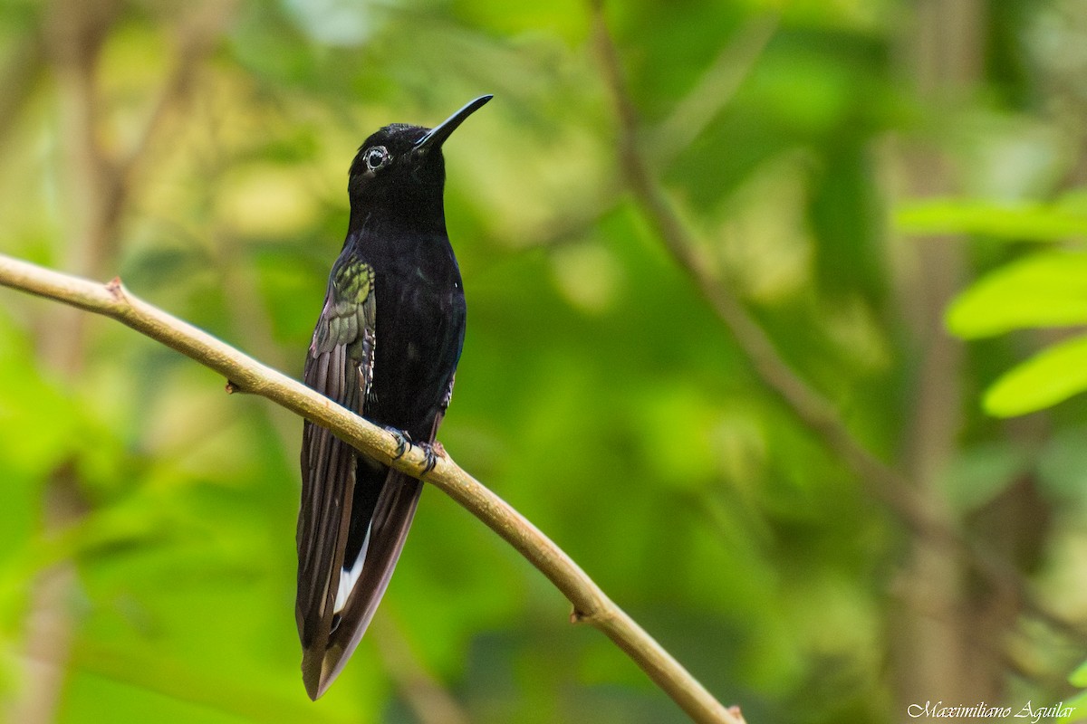 Black Jacobin - ML640916124