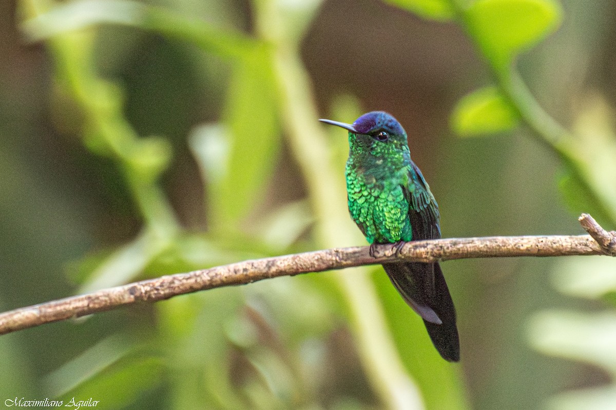 Violet-capped Woodnymph - ML640916153