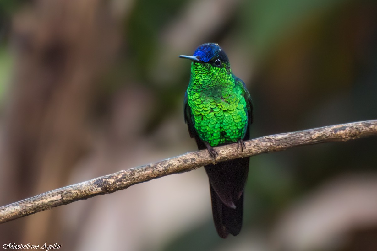 Violet-capped Woodnymph - ML640916154