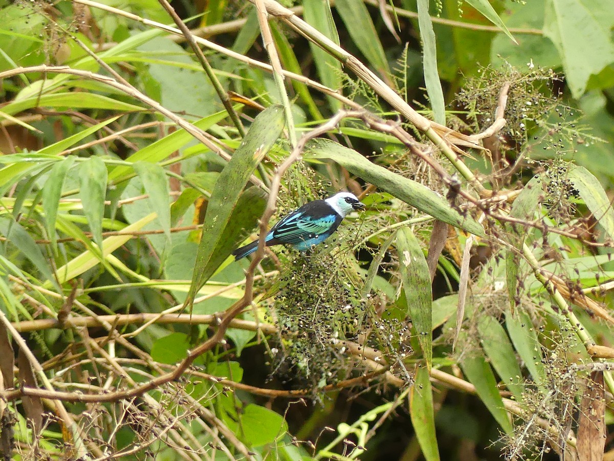Masked Tanager - ML640916166