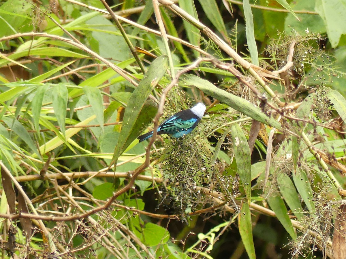 Masked Tanager - ML640916170