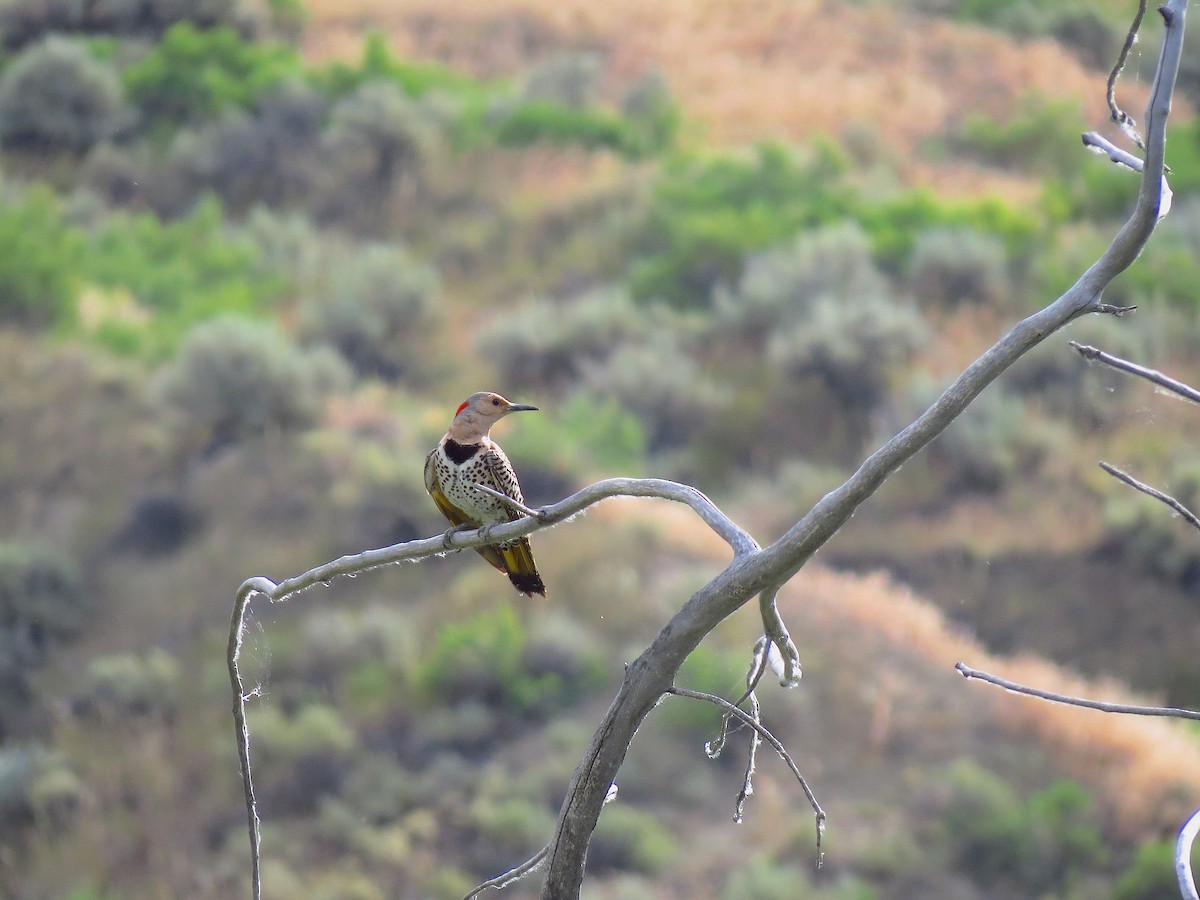 Northern Flicker (Yellow-shafted) - ML64091621