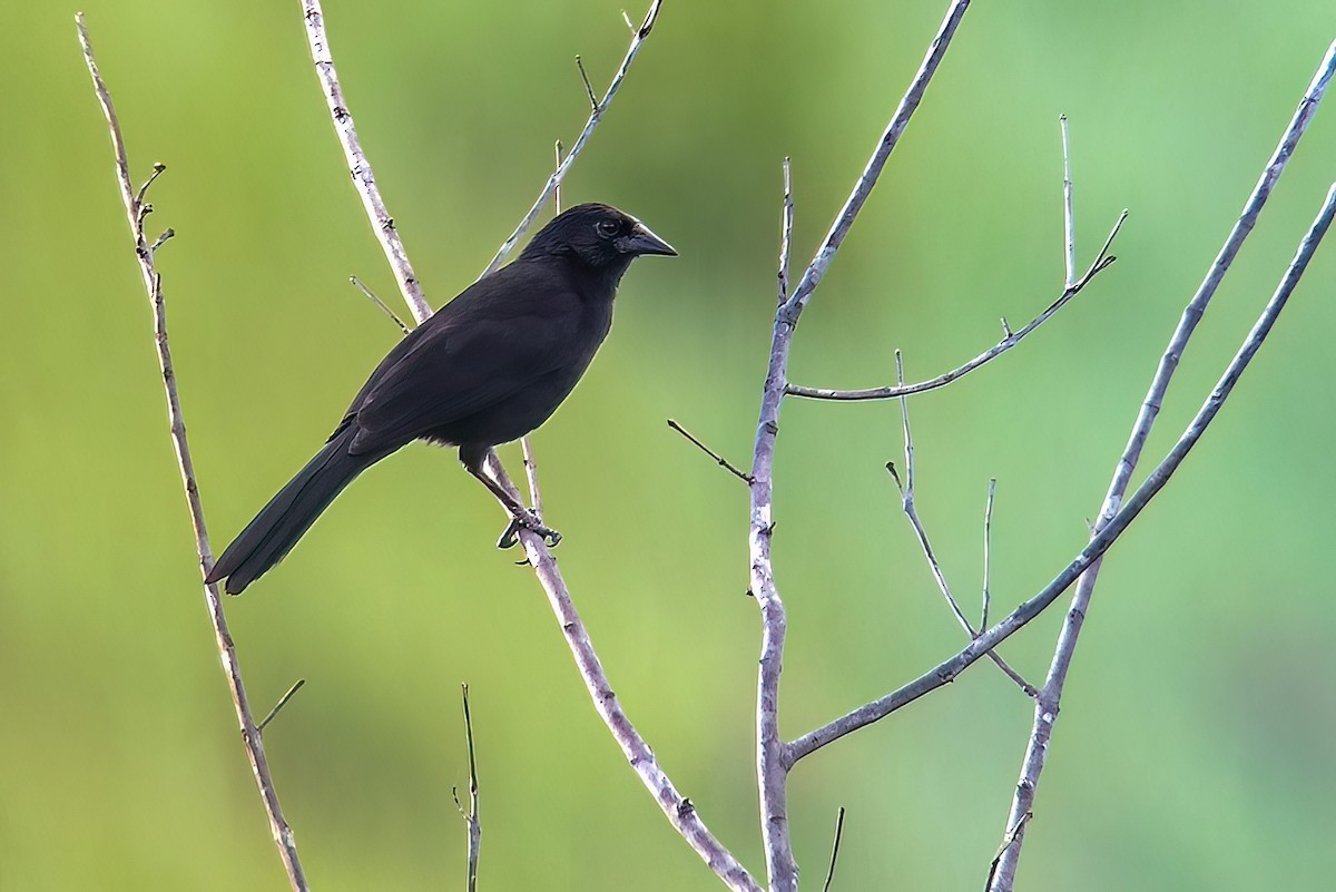 Forbes's Blackbird - ML640916267