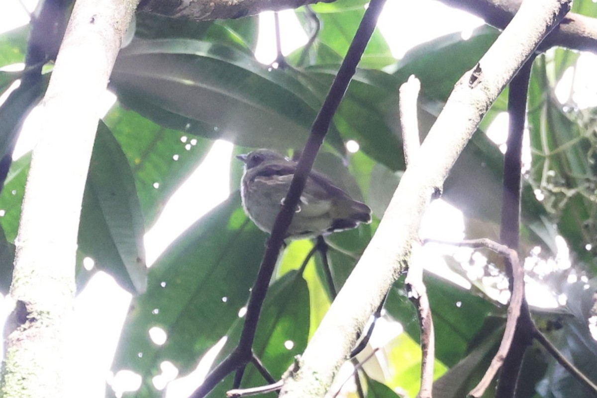 Painted Manakin - ML640916365