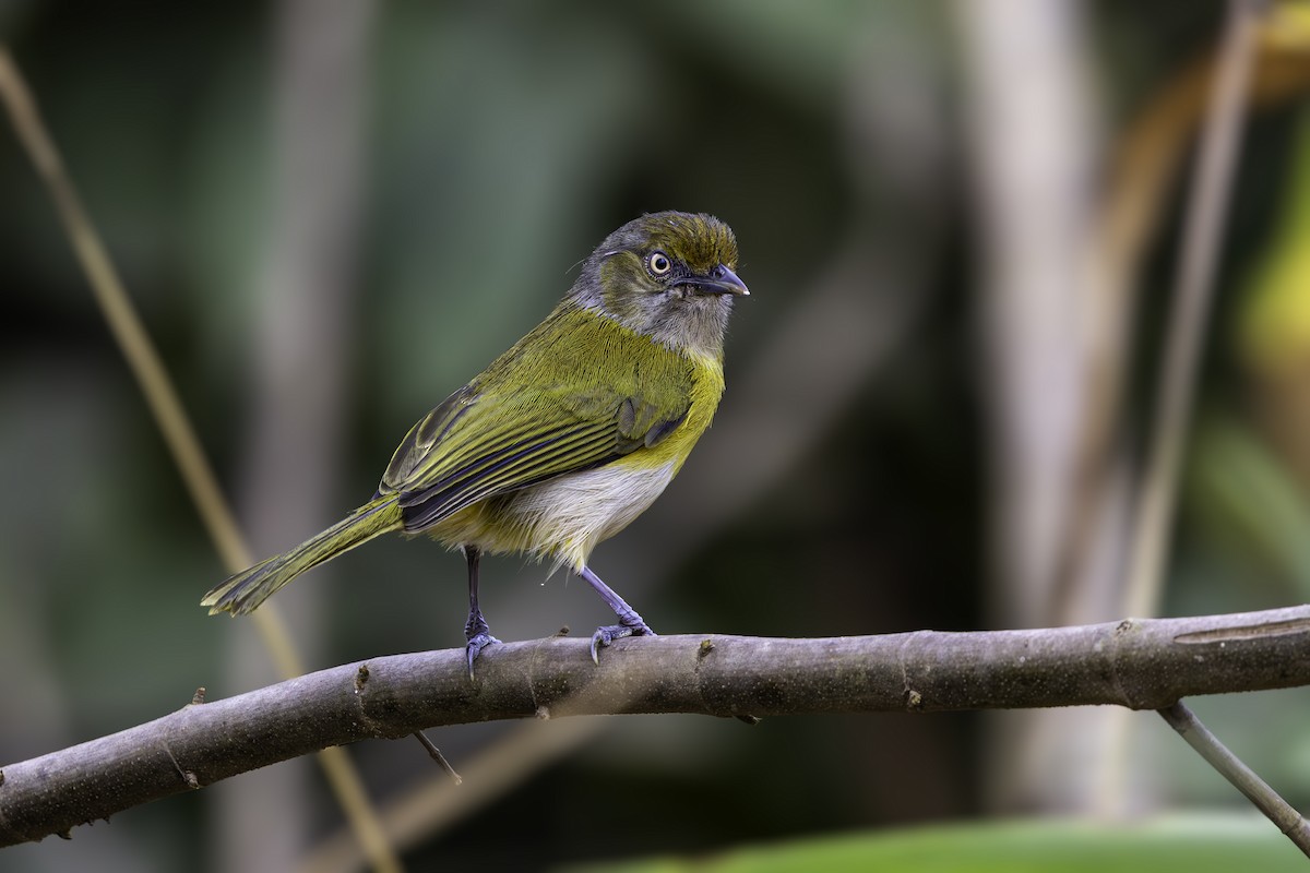 Lemon-chested Greenlet - ML640916379