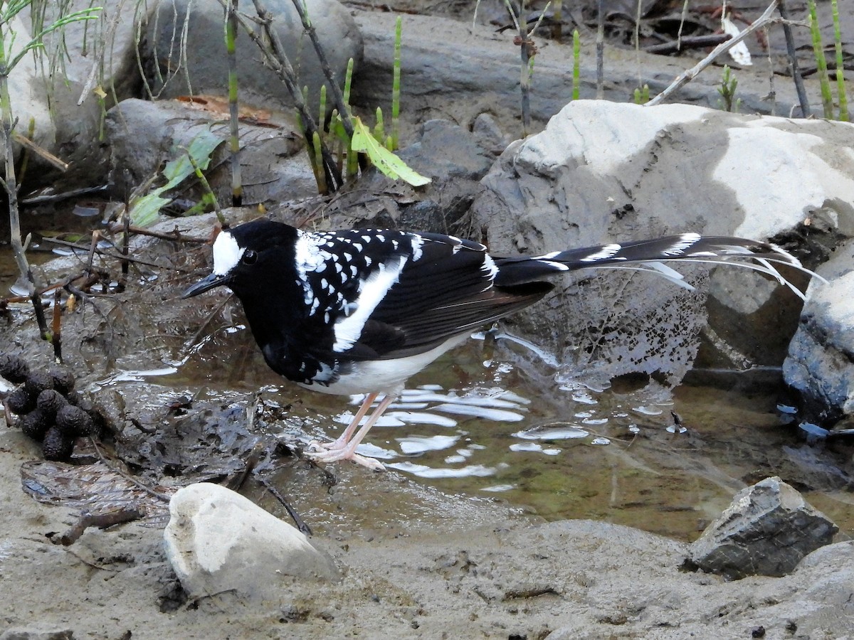 Spotted Forktail - ML640916449