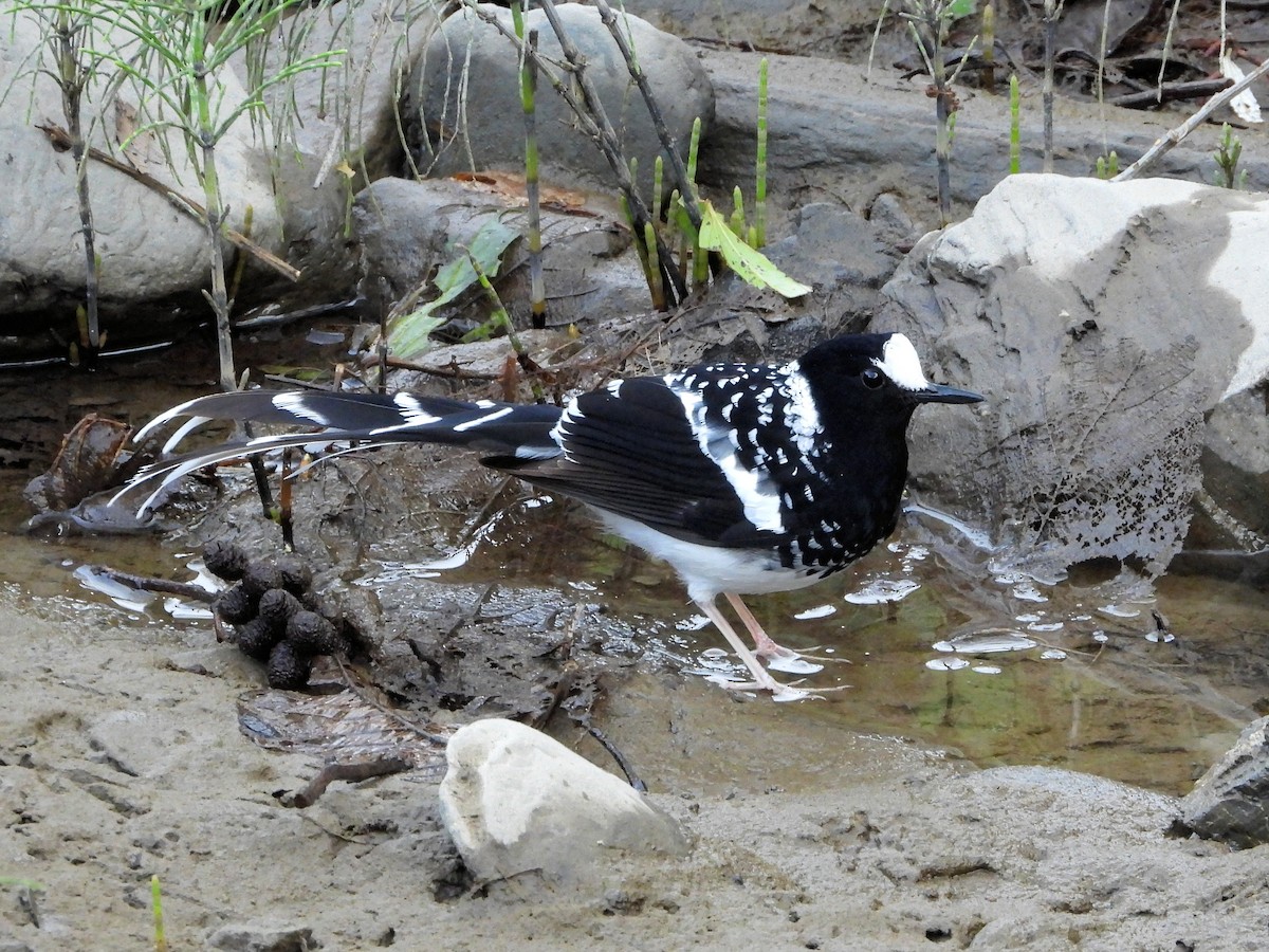 Spotted Forktail - ML640916450