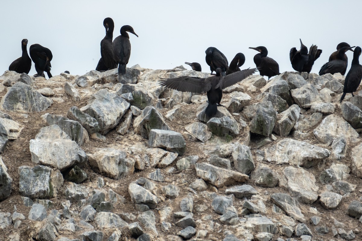 Brandt's Cormorant - ML640916466