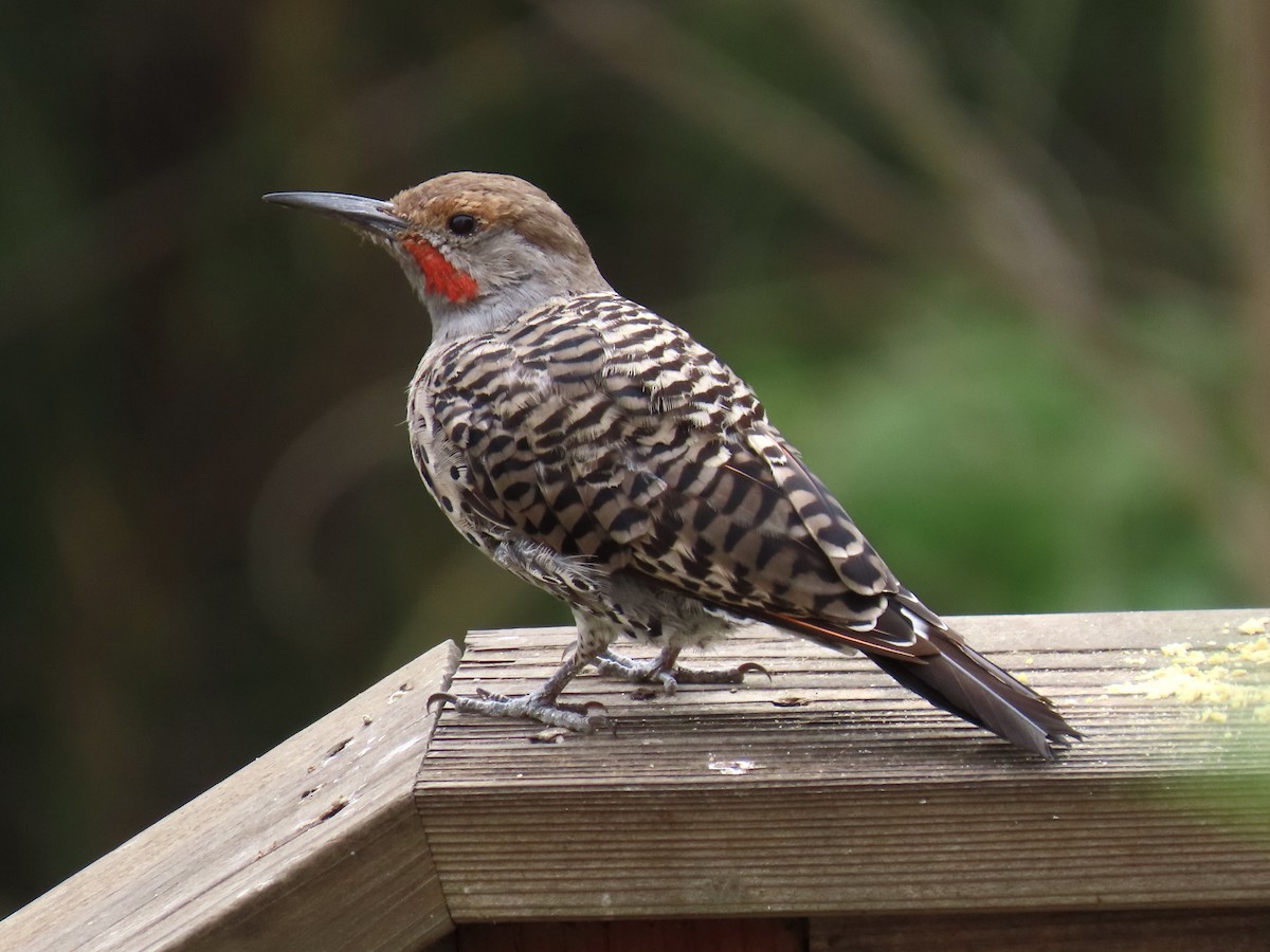 Northern Flicker - ML640916582