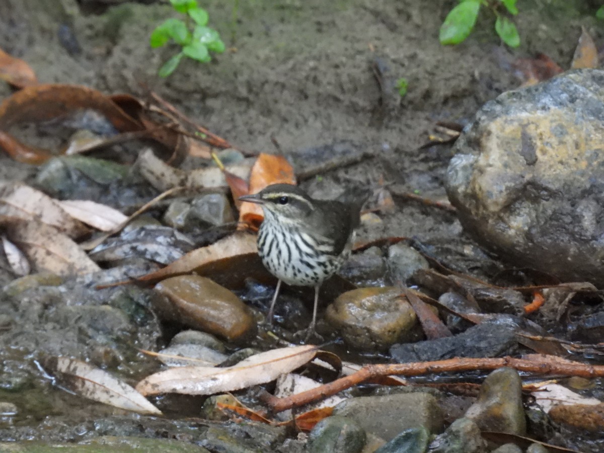 Northern Waterthrush - ML640916783