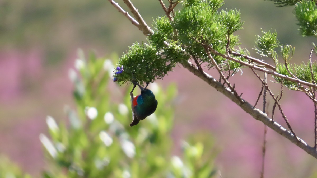 Greater Double-collared Sunbird - ML640916785