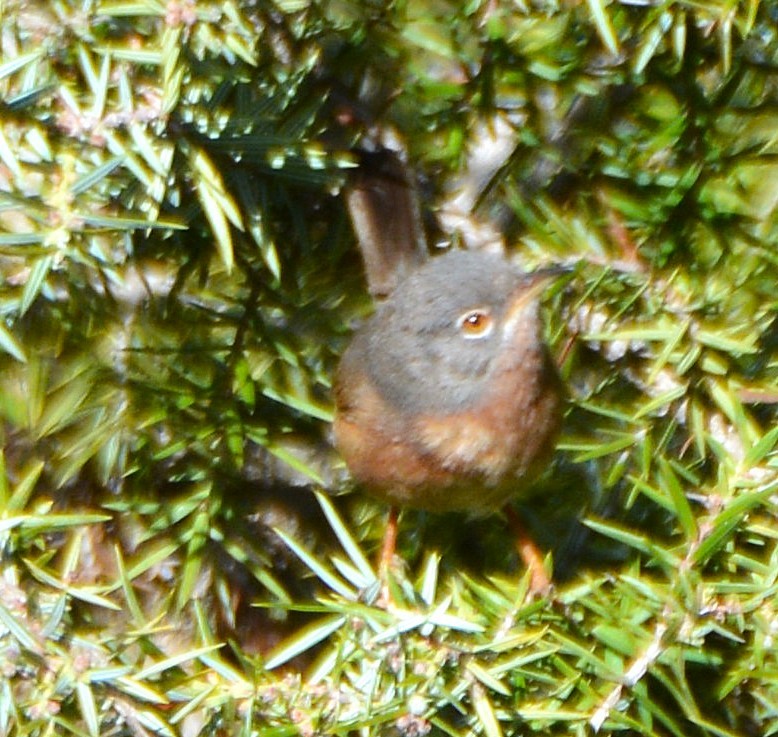 Basamortuko txinboa - ML640916841