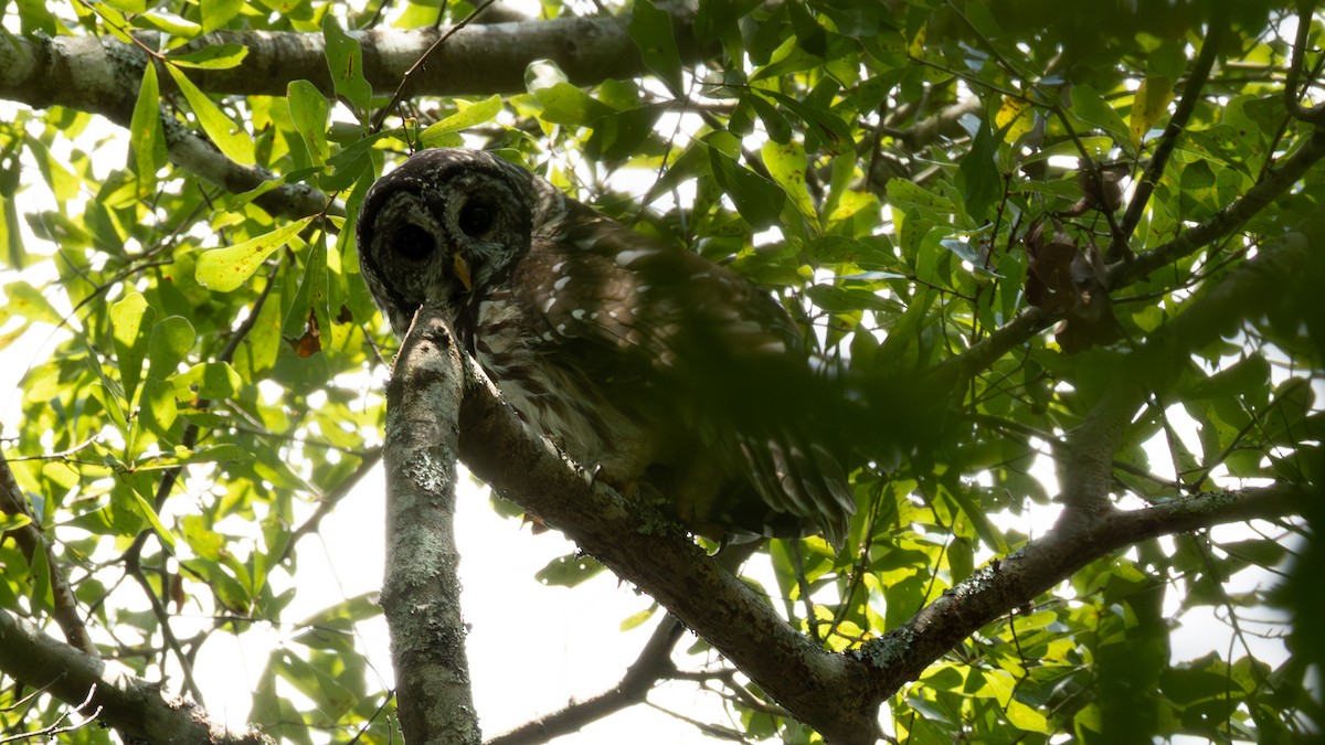 Barred Owl - ML640916846