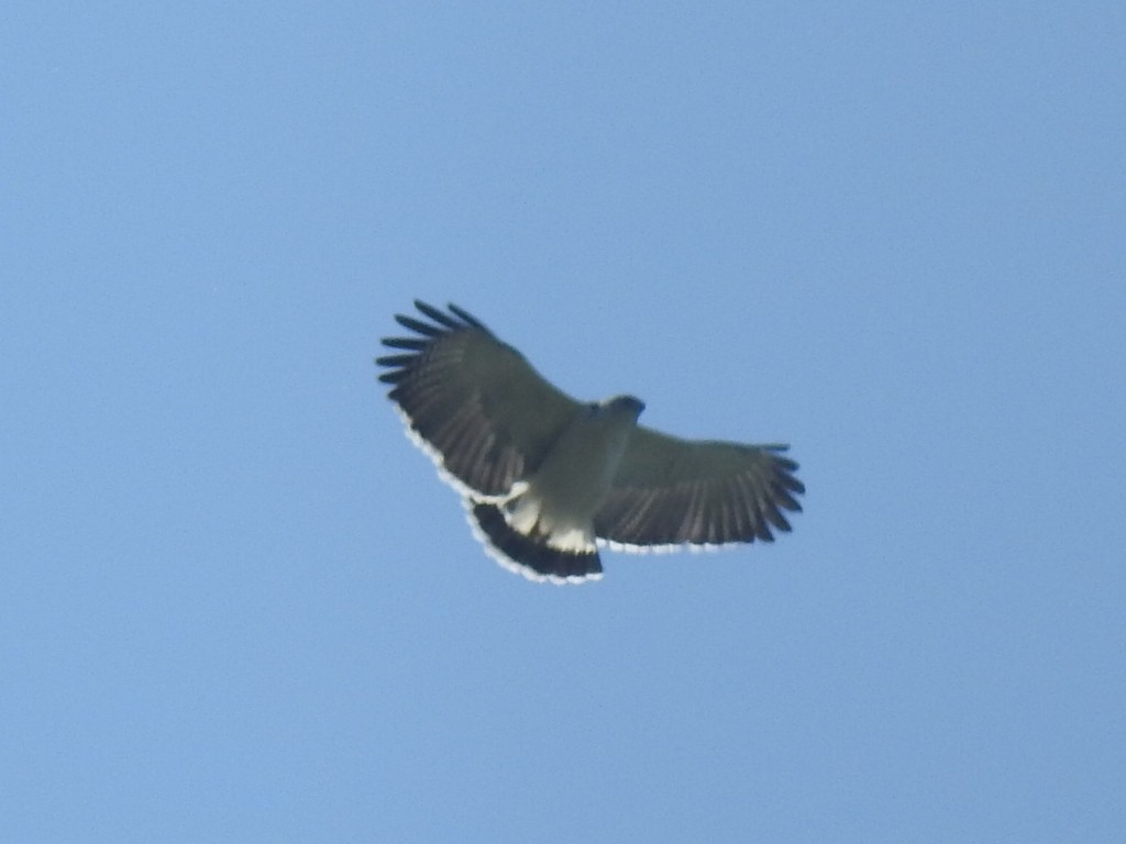 Gray-backed Hawk - ML640916857