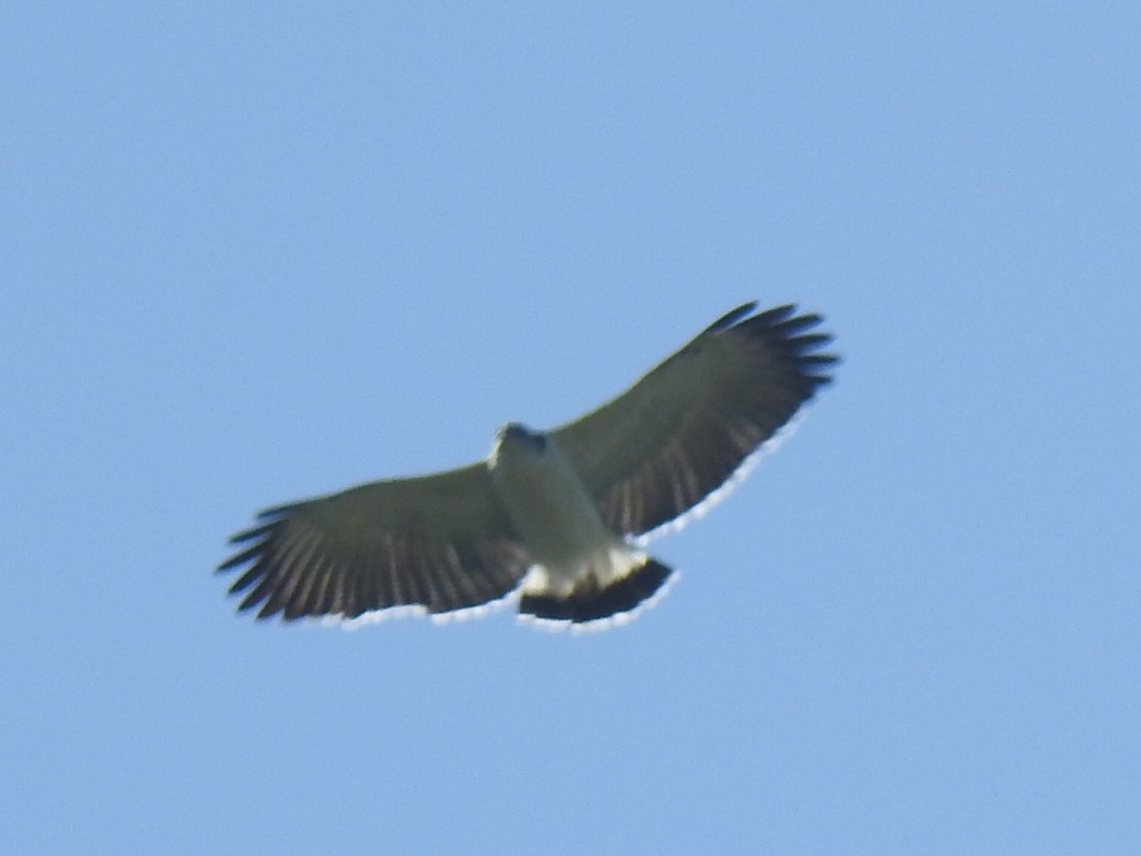 Gray-backed Hawk - ML640916858