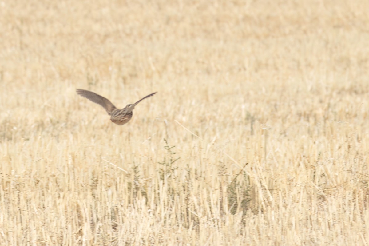 Common Quail - ML640916883