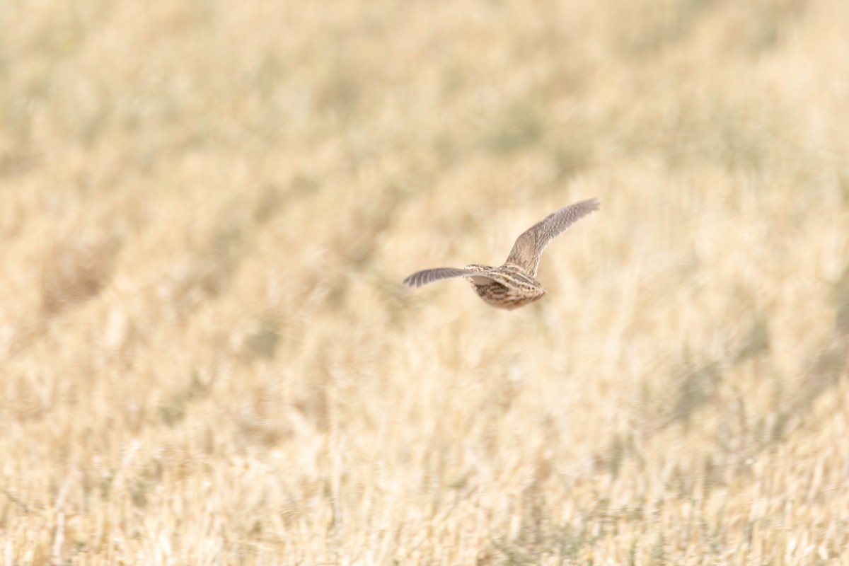 Common Quail - ML640916884