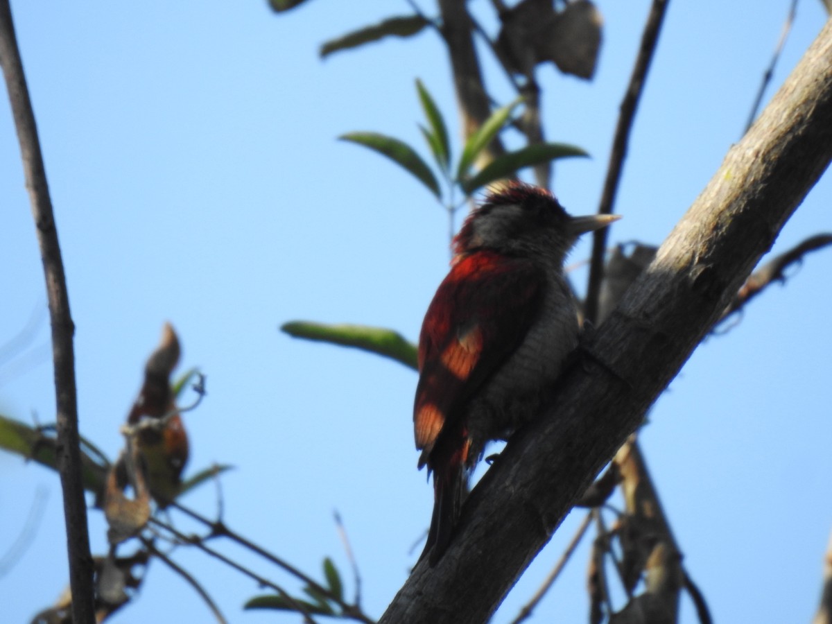 Scarlet-backed Woodpecker - ML640916896