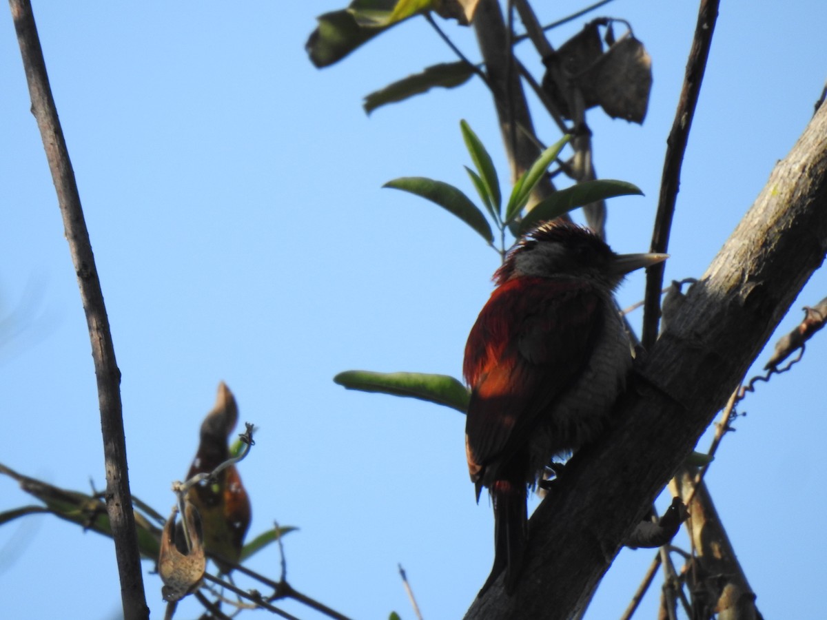 Scarlet-backed Woodpecker - ML640916898